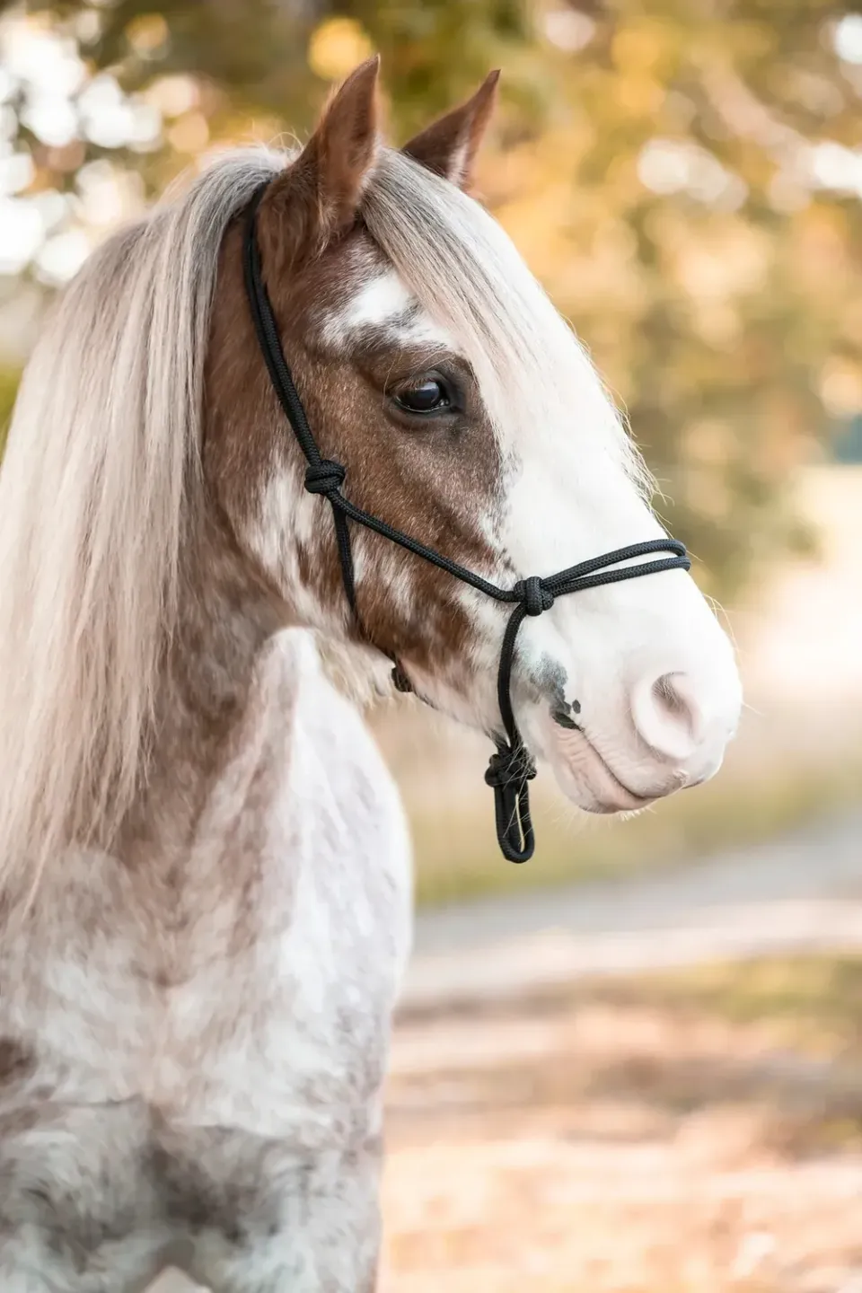 Källquist Protector repgrime sort pony kraftig reb