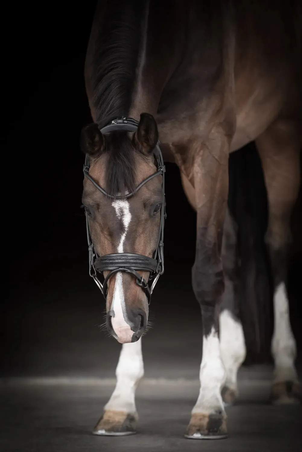 Källquist Lippo Supreme Quinsy trense sort cob