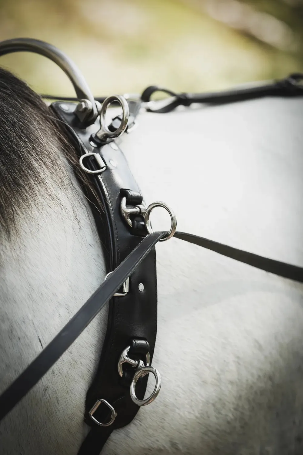 Källquist Lippo longeringsgjord sort pony med dækkel 42 cm