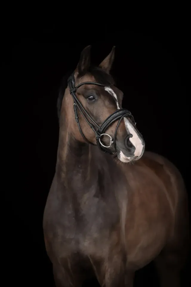 Källquist Lippo Supreme Quinsy trense sort cob
