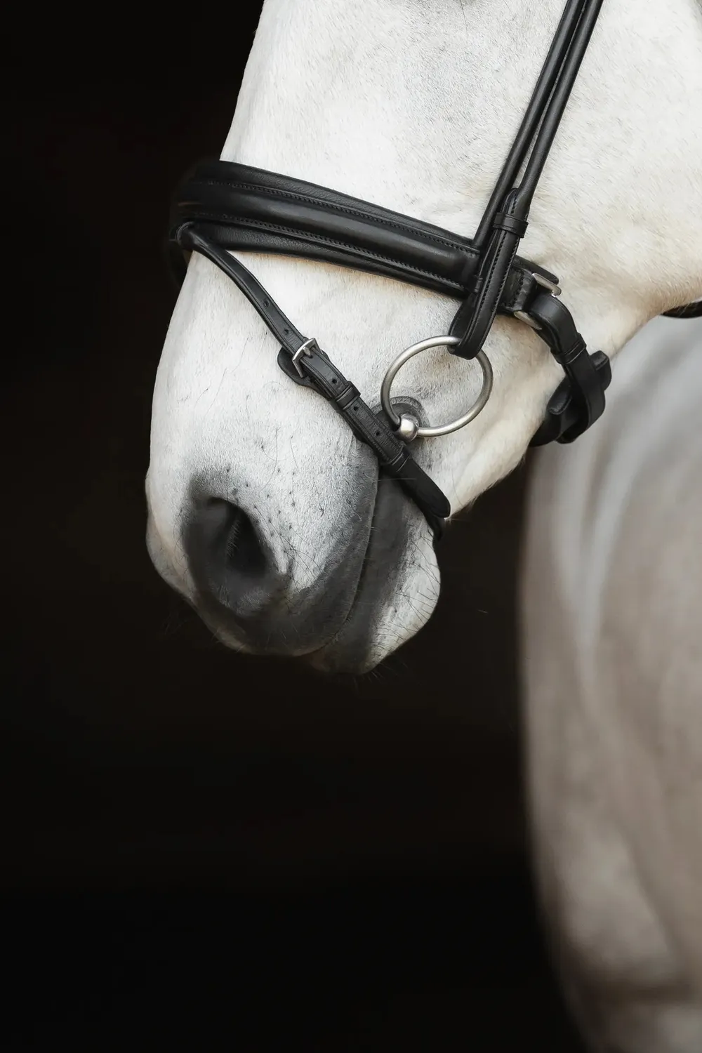 Källquist Lippo Supreme Caselle trense sort cob læder