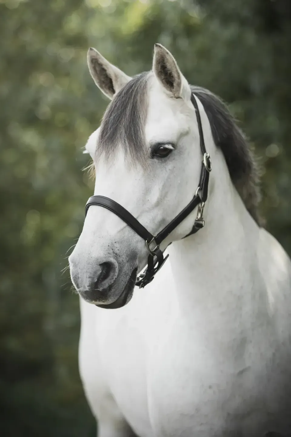 Källquist Lippo Basic Slim grime sort læder cob