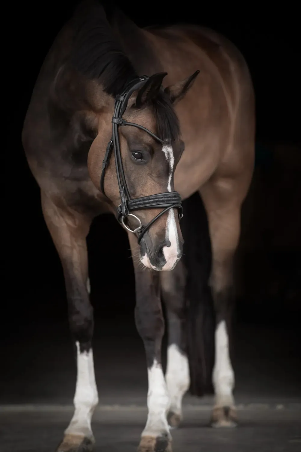 Källquist Lippo Supreme Quinsy trense sort cob