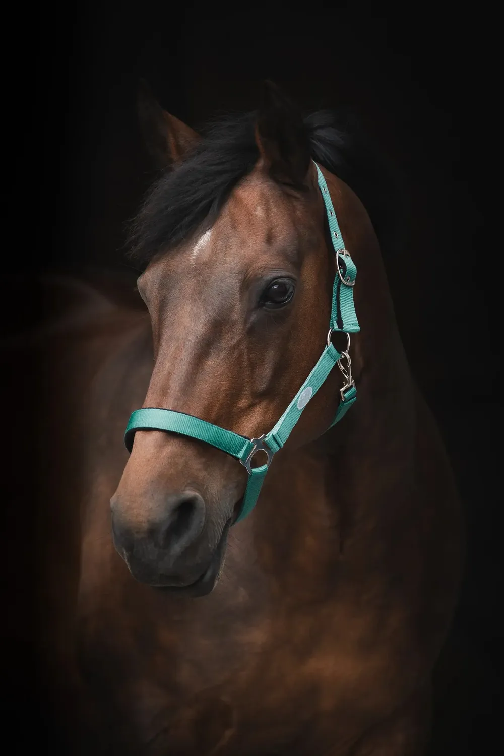Källquist Horse Unique Basic grime sort cob foeret