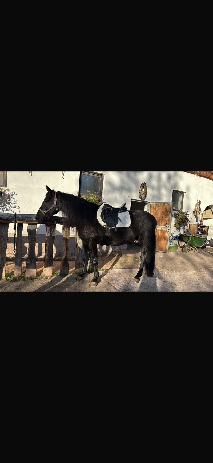 L'Evoine Jumping Saddle Pad springunderlag alpakauld