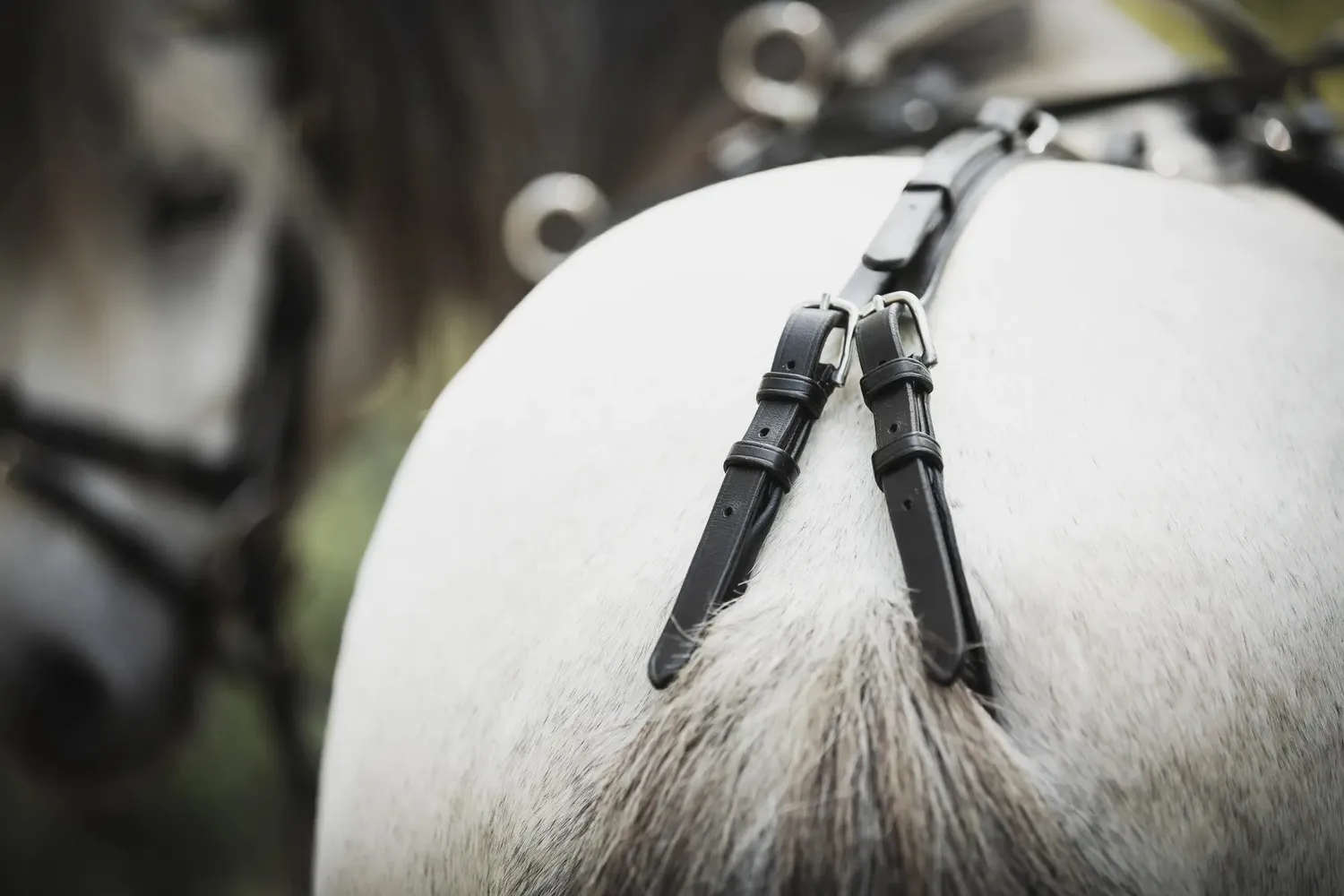Källquist Lippo longeringsgjord sort pony med dækkel 42 cm