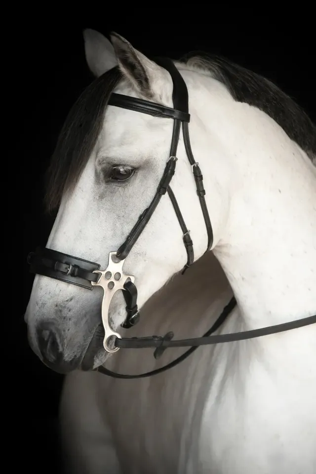 Källquist Lippo Supreme Chester hackamore trense Full sort læder