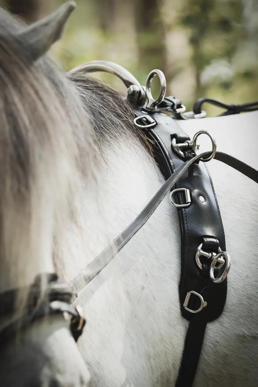 Källquist Lippo longeringsgjord sort pony med dækkel 42 cm