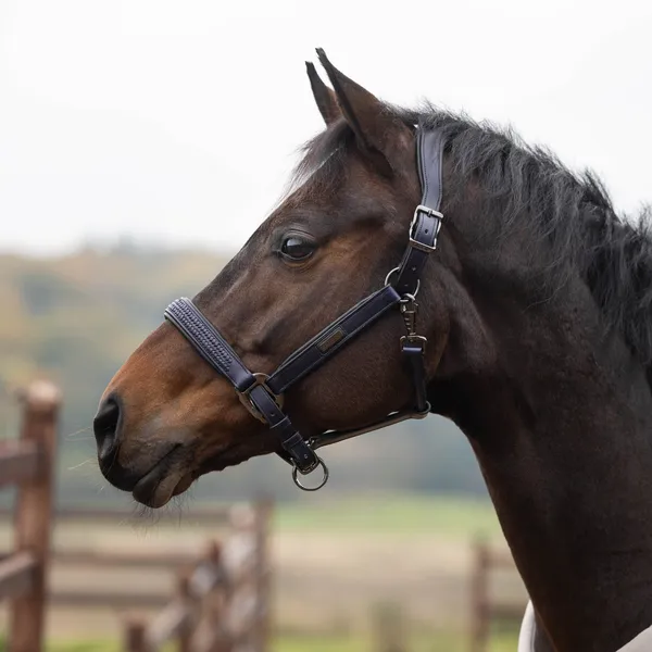 Kingsland KLNeville lædergrime brun hest